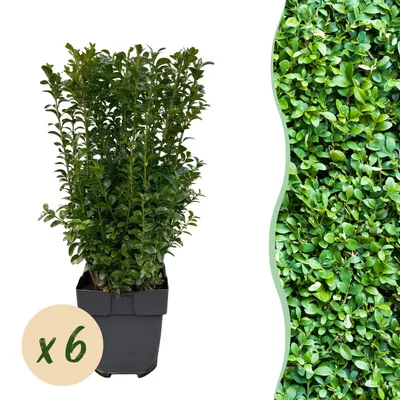 Image de Green boutiQ - Plantes de haie - Buxus sempervirens - feuillage vert - 6 plants - 1 mètre linéaire - à feuillage persistant - pot de 17 cm, hauteur 45 cm
