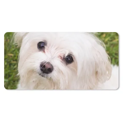 Produktbild von MuchoWow® Mauspad Mousepad Malteserhund schaut auf 60x30 cm - Mousepads - Maus Mat - Pad - Mausunterlage - Nachhaltig