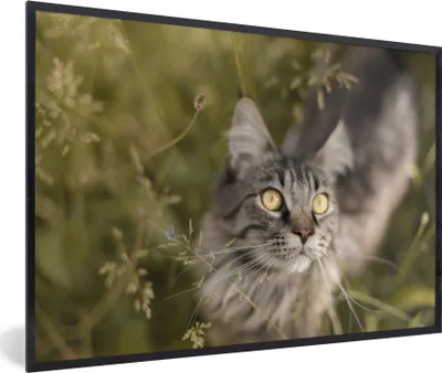 Produktbild von MuchoWow® MuchoWow® Gerahmtes Poster Eine Maine Coon-Katze im hohen Gras 60x40 cm - Poster mit zchwarzem Bilderrahmen - Printing - Wanddeko Schlafzimmer