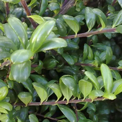 Image de 2 x Chêne vert - ilex crenata 'Convexa' | 30-40 cm en conteneur