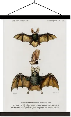 Produktbild von MuchoWow® Textilposter Fledermaus - Vintage - Tier 40x60 cm mit schwarzem Rahmen - Wanddekorationen