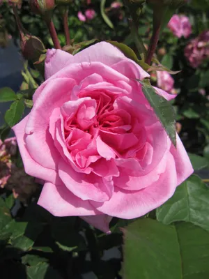 Produktbild von Englische Rose Gertrude Jekyll® - Rosa Gertrude Jekyll ® - Austin Rosen Duft++++