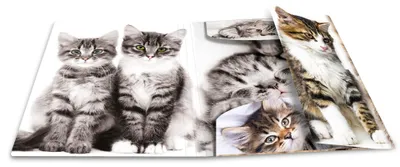 Produktbild von HERMA Sammelmappen A4 Katzen Set, 3 Stück, Kunststoff, Gummizug, für Kinder