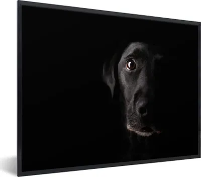 Produktbild von MuchoWow® Gerahmtes Poster Ein schwarzer Labrador Retriever auf schwarzem Hintergrund 80x60 cm - Poster mit Schwarzem Bilderrahmen Wandposter Rahmen Foto Bilder - Schwarzem - Mit Gestell