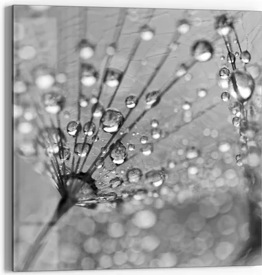 Produktbild von DEQORI Glasbild Echtglas 50x50 cm 'Magische Tautropfen' Wandbild Bild modern Deko