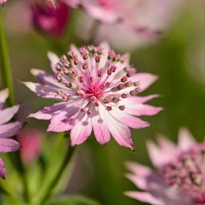 Obrázok produktu pre 6 x hviezdicovka  - Astrantia major 'Roma'  | Kvetináč 9 cm x 9 cm