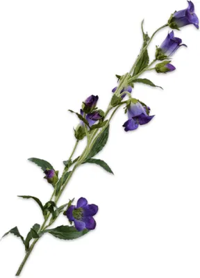 Produktbild von Silk-ka Kunstblume-Seidenblumen Campanula-Zweig Lila-Blau 88 cm