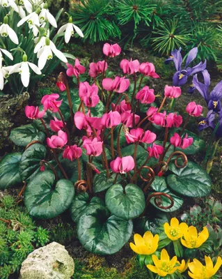 Produktbild von Cyclamen coum ssp. coum, Alpenveilchen, rosa Blüten, ca. 9x9 cm Topf