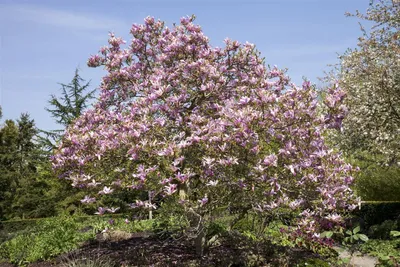 Produktbild von Magnolia 'Galaxy', Magnolie, rosa Blüten, 80–100 cm