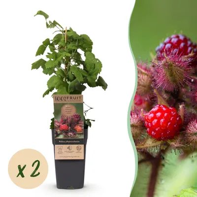 Image de Rubus phoenicolasius - Airelle japonaise - Rustique - Framboise rouge vif - 2 Plants - 40-50cm - Ø15cm - Plante de jardin