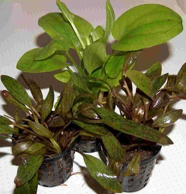 Produktbild von 3 Töpfe Echinodorus, Echinodoren Mix, Aquarium
