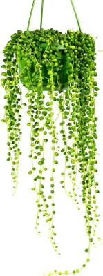 Obrázek produktu pro Gardners Senecio herreianus - závěs, průměr 12 cm