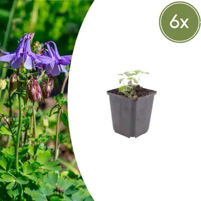 Produktbild von Akelei (Aquilegia vulgaris) | 6 Stück - 10-25cm - Ø9cm - Gartenpflanze