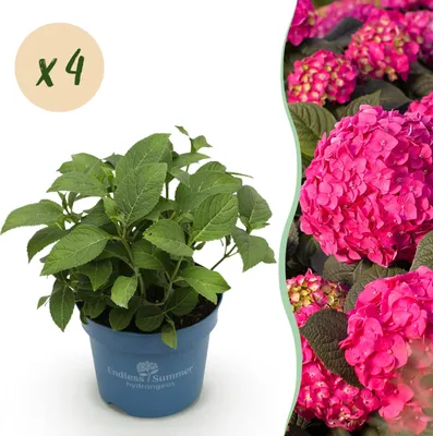 Zdjęcie produktu dla Hortensja Endles Summer Love Red - Hortensja - Odporna - Czerwona - 4 rośliny - 20-25cm - Ø14cm - Roślina ogrodowa