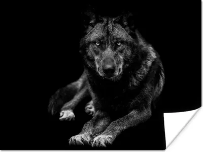 Produktbild von MuchoWow® Poster Tiere - Wolf - Schwarz - Weiß - Porträt 160x120 cm - Foto Plakat