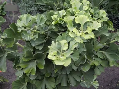 Produktbild von Ginkgo biloba Mariken - Zwergform des Fächerblattbaum Mariken 25-30