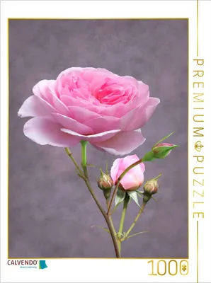 Produktbild von CALVENDO Puzzle Rose | 1000 Teile Lege-Größe 64x48cm Foto-Puzzle für glückliche Stunden