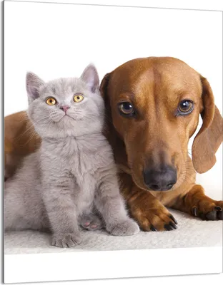 Image de Plaque de recouvrement pour cuisinière 40x52 Vitrocéramiquefeld Couverture anti-éclaboussures Plaque de verre Déco Planche à découper, Chat Chien