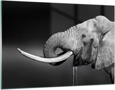 Produktbild von Bilder auf glas - Elefant Stoßzahn Natur - 120x80cm - Glasbilder - Wandbilder - Kunstdruck - zum Aufhängen bereit - Wanddekoration aus Glas - Glas Bilder - Wandbild auf Glas - GAA120x80-3443
