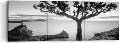 Produktbild von Bild auf Leinwand - Leinwandbild - 3 Teile - Baum Schwarzweiß Ansicht - 90x30cm - Wand Bild - Wanddeko - Wandbilder - Leinwanddruck - Bilder - Wanddekoration - Leinwand bilder - CA90x30-4297