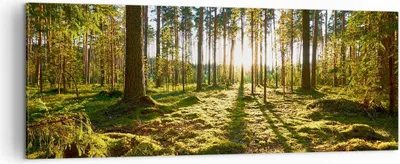 Produktbild von Bild auf Leinwand - Leinwandbild - Wald Baum Natur - 140x50cm - Wand Bild - Wanddeko - Wandbilder - Leinwanddruck - Bilder - Kunstdruck - Wanddekoration - Leinwand bilder - Wandkunst - AB140x50-3724