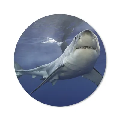 Produktbild von MuchoWow® Mauspad Mousepad Weißer Hai 20x20 cm - Mousepads - Maus Mat - Pad - Mausunterlage - Schreibtischmatte