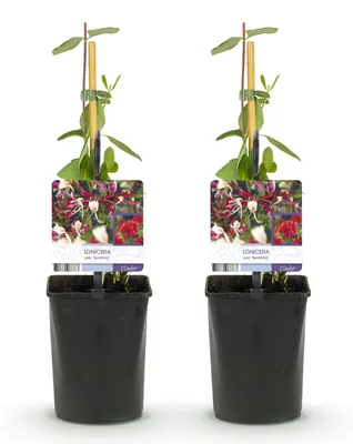 Image de Green boutiQ - Chèvrefeuille - Lonicera serotina - Fleurs roses et blanches - Peu d'entretien - 2 plants - Pot de 11 cm, hauteur 40 cm