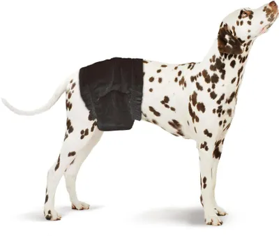 Produktbild von SwissPet Einweg-Hundewindeln für Rüden, Größe S-M für Taille von 30 - 46 cm, 12 Stück