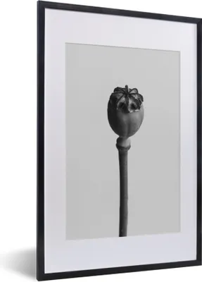 Produktbild von MuchoWow® MuchoWow® Gerahmtes Poster Pflanze in Schwarz und Weiß 40x60 cm - Poster mit zchwarzem Bilderrahmen - Poster in Rahmen