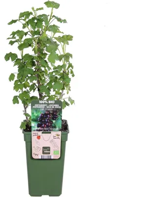 Produktbild von Jostabeere / Jochelbeere Ribes jostaberry 30-35 cm