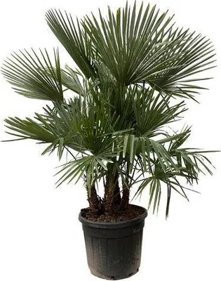 Zdjęcie produktu dla Palma konopna Trachycarpus wielopniowa, 230cm, srednica 50cm, palma XXL o