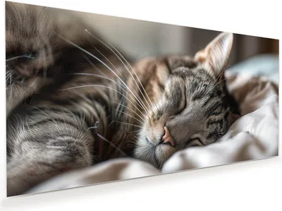 Produktbild von Glasbild 110x55cm in XXL für Wohnzimmer, Schlafzimmer Motiv Schlafende Katze