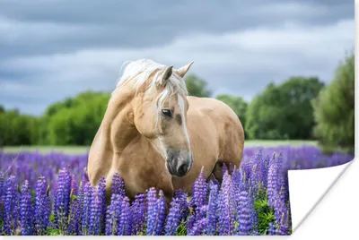 Produktbild von MuchoWow® Poster Pferd - Blumen - Lila 60x40 cm - Schlafzimmerdekoration