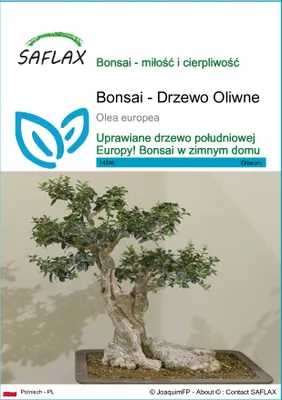 Zdjęcie produktu dla SAFLAX - Bonsai - Drzewo Oliwne - 20 Nasiona - Olea europea