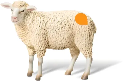 Produktbild von tiptoi® Schaf