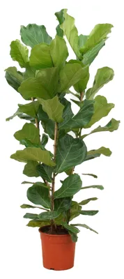 Produktbild von Ficus Lyrata Strauch - 140-150cm - Ø27cm - Zimmerpflanze - Immergrün