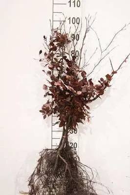 Produktbild von 10 x Fagus sylv. 'Atropunicea' - Blutbuche 60- 80 cm - Wurzelnackt