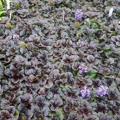 Obrázok produktu pre 6 ks rastlín Pyramiden Günsel - Ajuga pyramidalis 'Metallica Crispa' | Kvetináč 9x9 cm