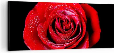 Produktbild von Bild auf Leinwand - Leinwandbild - Rose Blume Blütenblätter Wasser - 100x40cm - Wand Bild - Wanddeko - Leinwanddruck - Bilder - Kunstdruck - Leinwand bilder - Wandkunst - AB100x40-0370