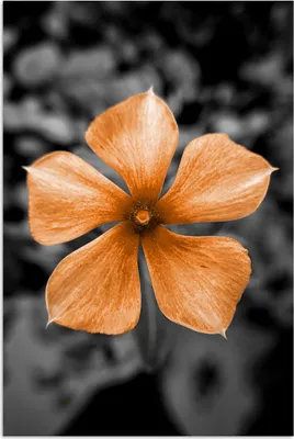 Produktbild von MuchoWow® Poster Blumen - Orange - Schwarz - Weiß 80x120 cm - Papierdruck