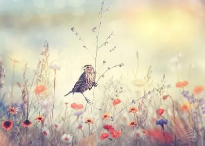 Obrázok produktu pre Magnetická podložka pod radiátor Vták na lúke Wildflowers Boho 60x100