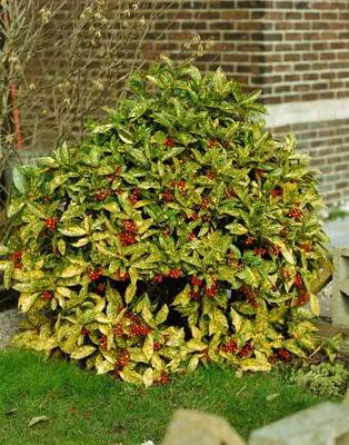 Produktbild von Japanische Aukube Crotonifolia 10-15 cm, im Topf - Aucuba japonica, immergrün
