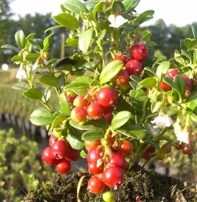 Obrázok produktu pre 2 kusy brusnice Vaccinium Vitis Idaea brusnice 9 x 9 cm hrniec