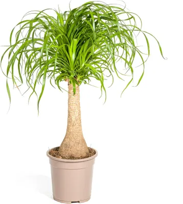 Produktbild von Elefantenfuß Beaucarnea Recurvata Zimmerpflanze Ø21cm 60-80cm Höhe pflegeleicht