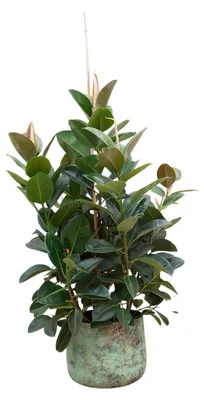 Produktbild von Ficus Lyrata verzweigt - 140-150cm - Ø38cm - Zimmerpflanze - Immergrün