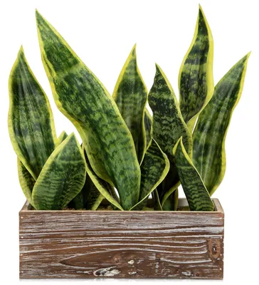 Obrázok produktu pre Umelá rastlina Sansevieria v drevenom kvetináči, výška 20 cm