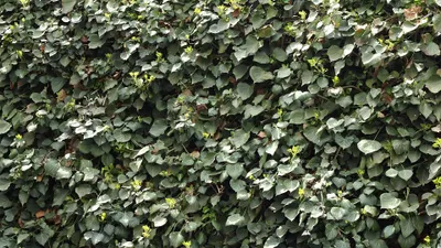 Produktbild von 10x břečťan Hedera Hibernica 100-140 cm - stálezelené popínavé rostliny pro hustý 3m živý plot, rychle rostoucí a mrazuvzdorné