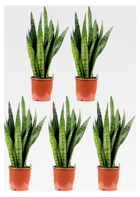 Produktbild von 5er-Set Bogenhanf - echte Zimmerpflanze, Sansevieria zeylanica - Höhe ca. 65 cm, Topf-Ø 17 cm