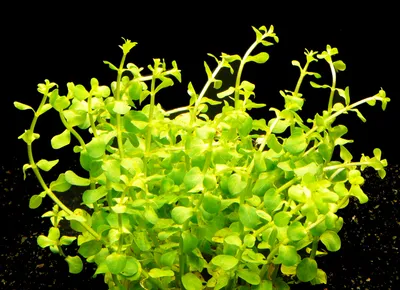 Produktbild von 2 Bund Grüne Rotala (Rotala Rotundifolia Green)