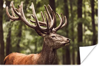 Produktbild von MuchoWow® Poster Hirsch - Natur - Geweih - Wald - Tiere 120x80 cm - Bilder